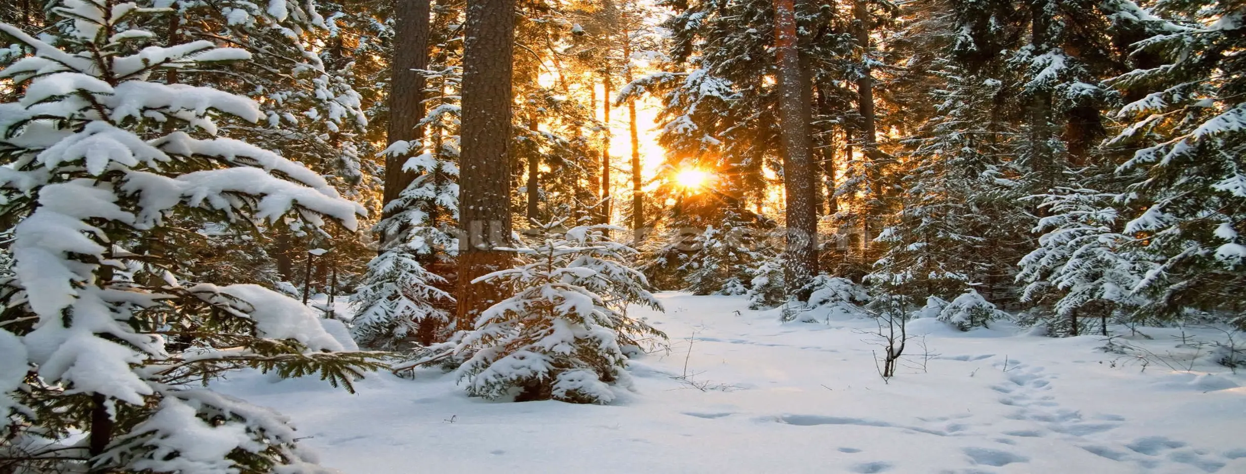 Image for Winter Wonderland